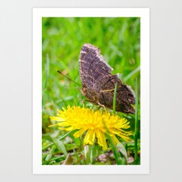 Butterfly Enjoys a Dandelion Photograph Art Print