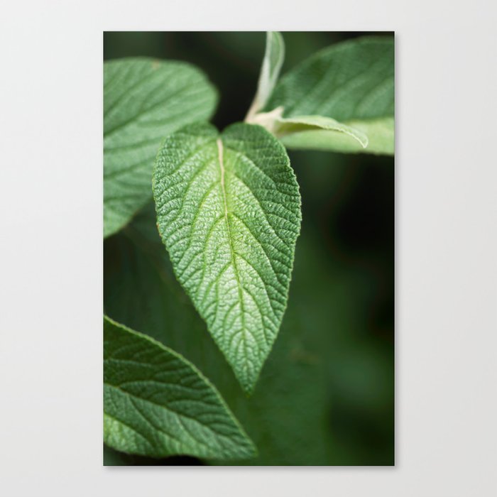 Textured Sage Leaf Canvas Print