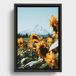 Mt. Hood Sunflower Field Framed Canvas
