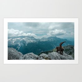 Steinbocks in the Julian alps Art Print | Wildlife, Photo, Peak, Digital, Alpine, Ibex, Alpigiulie, Canin, Hdr, Travel 