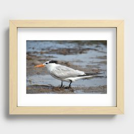 Royal Tern Fit for Royalty Recessed Framed Print