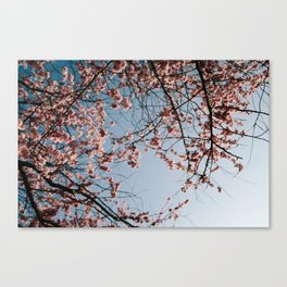 Backlit pink japanese cherry blossom tree meets blue sky/ floral print Canvas Print