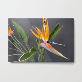 Multicolored Bird Of Paradise Flower Photograph Metal Print