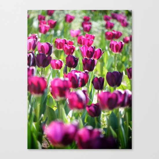 purple tulips Canvas Print