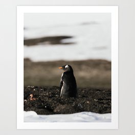 Gentoo Penguin, Deception Island, Antarctica Art Print