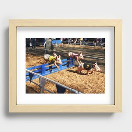 Pig Race Recessed Framed Print