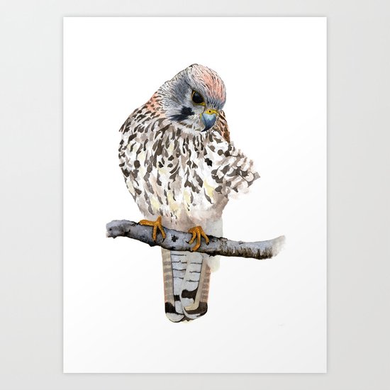 Kestrel Art Print