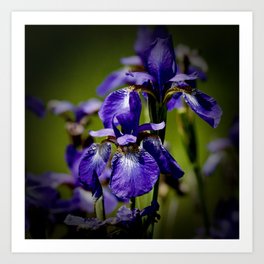 Purple Irises Art Print