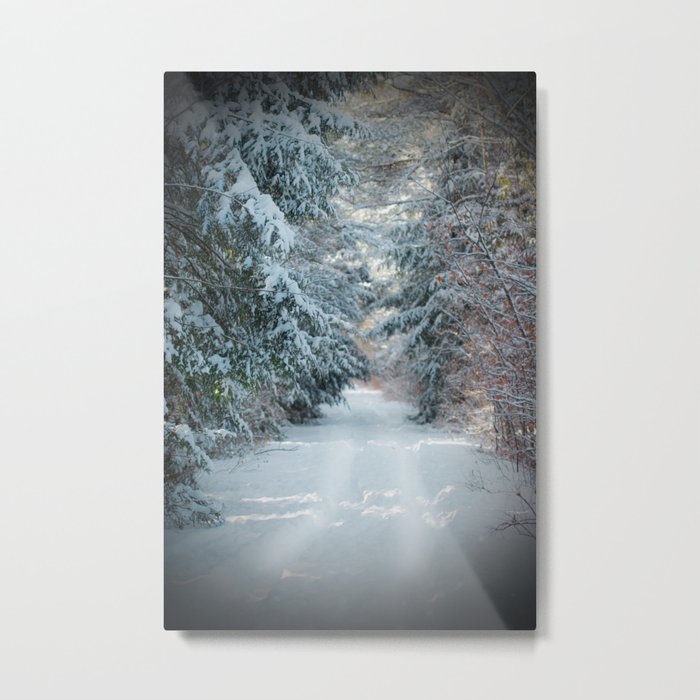 Trail by Evergreens in Winter Metal Print