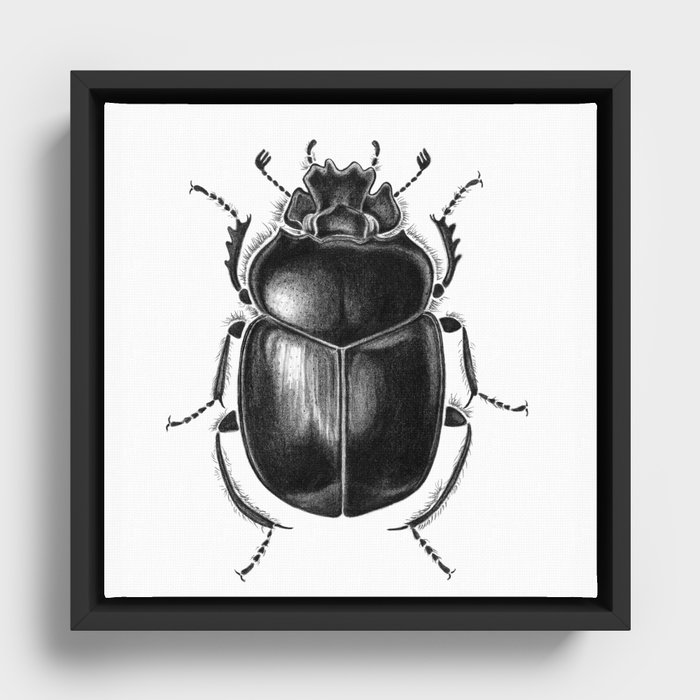 Beetle 13 Framed Canvas