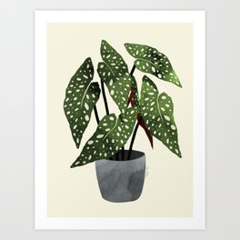begonia maculata interior plant Art Print