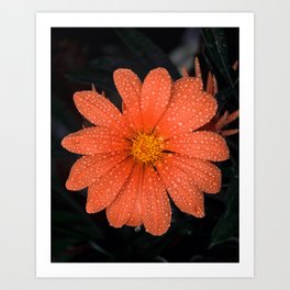 Orange Flower Art Print