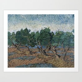 Olive grove Vincent van Gogh Art Print