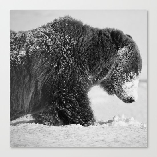 Alaskan Grizzly Bear in Snow, B & W - I Canvas Print