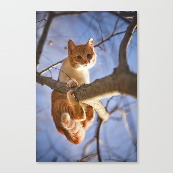 Orange cat and the blue sky Canvas Print