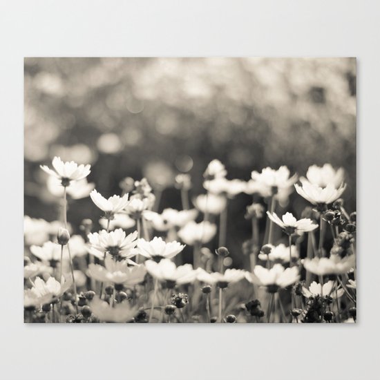 Black and White Daisy Canvas Print