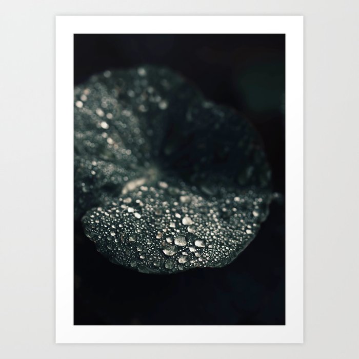 Green Leaf Print - Rain - Raindrops - Dark Green Leaves - Nature photography Art Print