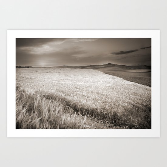 Windy at the cereal fields at sunset Art Print