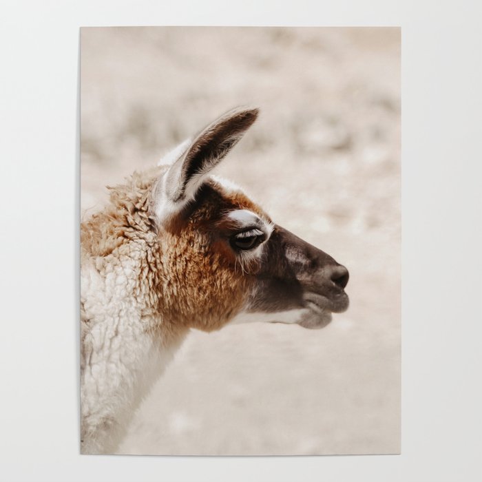 Llama portrait Poster