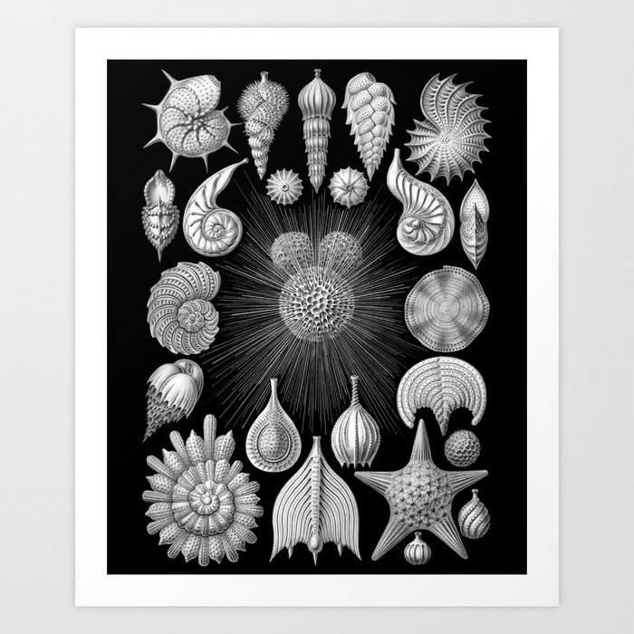 Sea Shells and Starfish (Thalamophora) by Ernst Haeckel Art Print