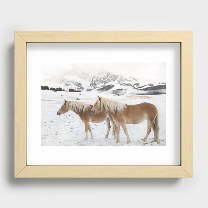 Norwegian Fjord Horses in Alpe di Siusi Recessed Framed Print