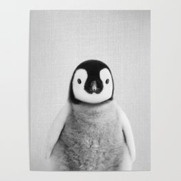 Baby Penguin - Black & White Poster