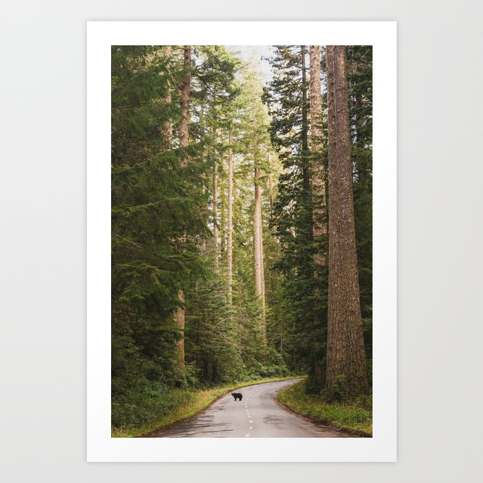 Redwood Forest Black Bear Adventure - National Parks Nature Photography Art Print