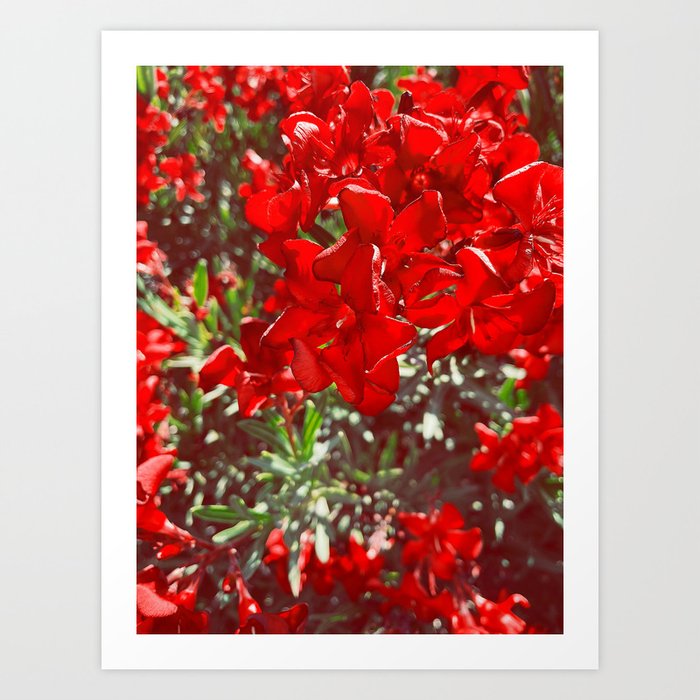 Red Blooms Art Print