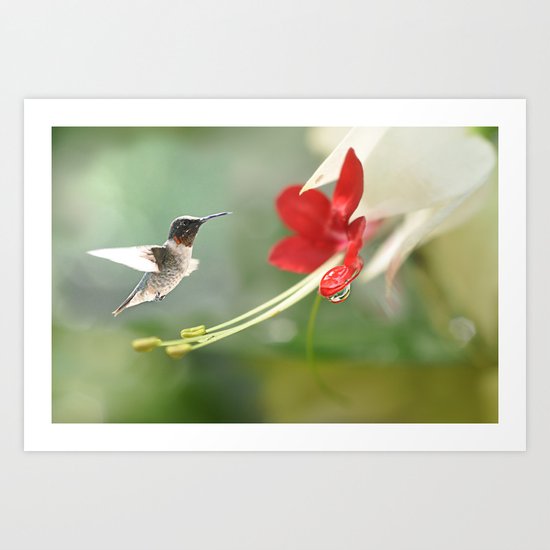 Hummingbird in Flight Art Print
