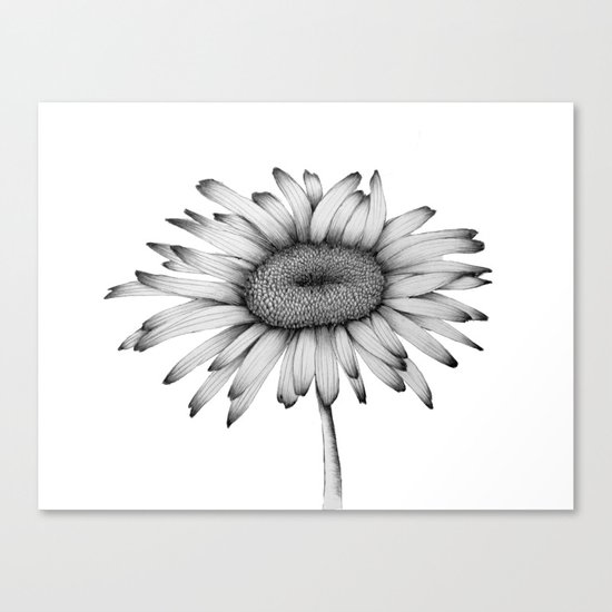 Daisy Canvas Print