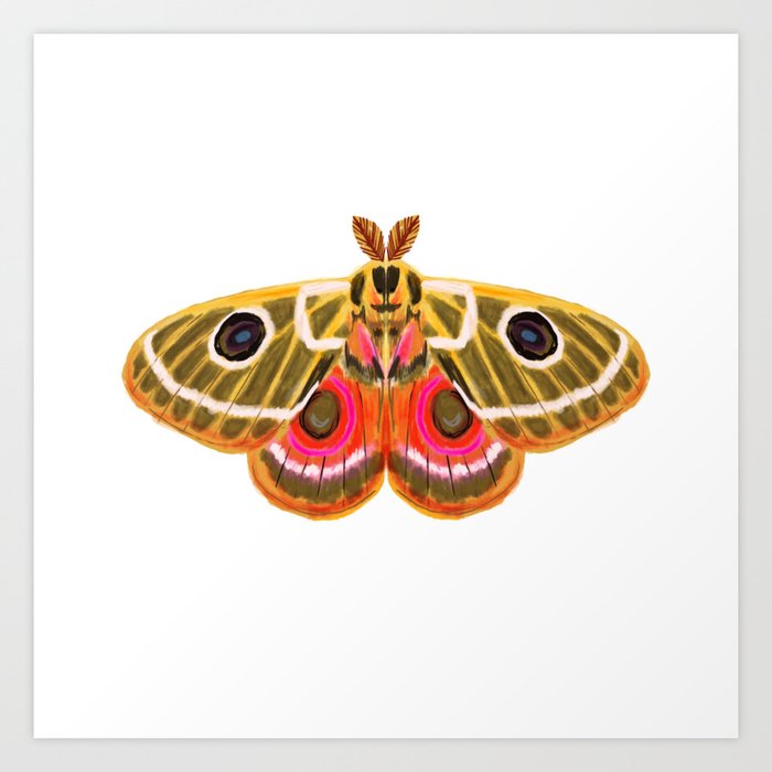 Moth Study No. 15 - moth art, moth sticker Art Print