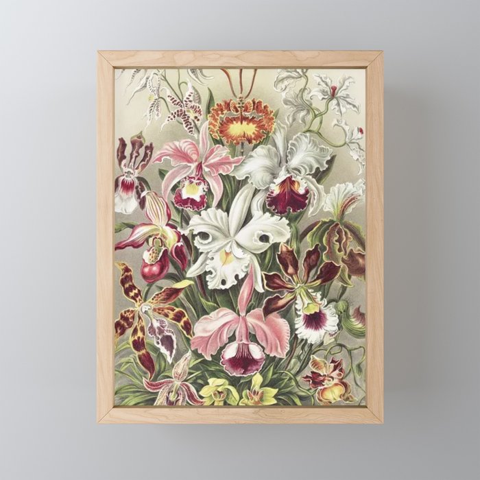 Orchideae–Denusblumen Framed Mini Art Print