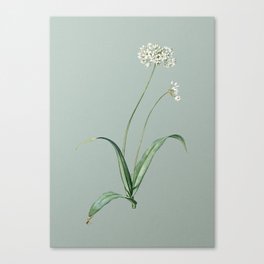 Vintage Spring Garlic Botanical Illustration on Mint Green Canvas Print
