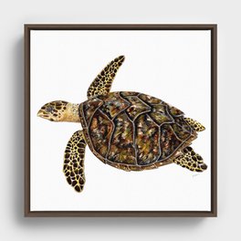 Hawksbill sea turtle (Eretmochelys imbricata) Framed Canvas