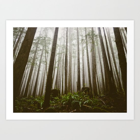 Rainforest of the Pacific Northwest Art Print
