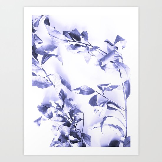 Bay leaves 3 Art Print