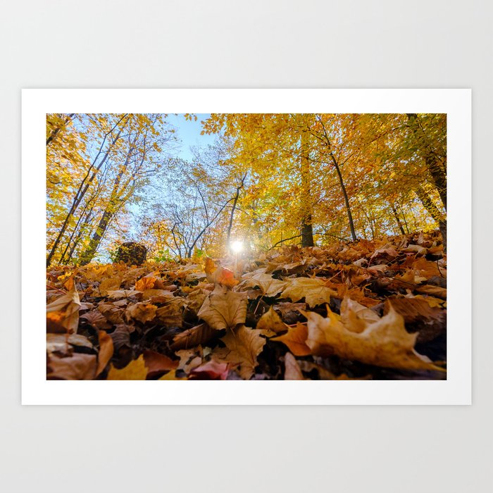 Mountains of Leaves in Crothers Woods Photograph Art Print