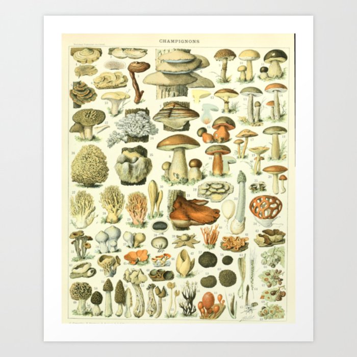 Wild Mushroom Chart Art Print