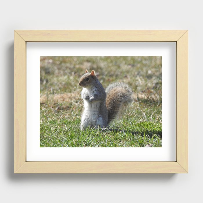 Wildlife photography, Eastern Gray Squirrel, nature Recessed Framed Print