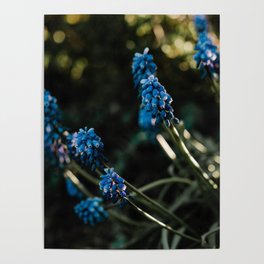 Flower Muscari Poster
