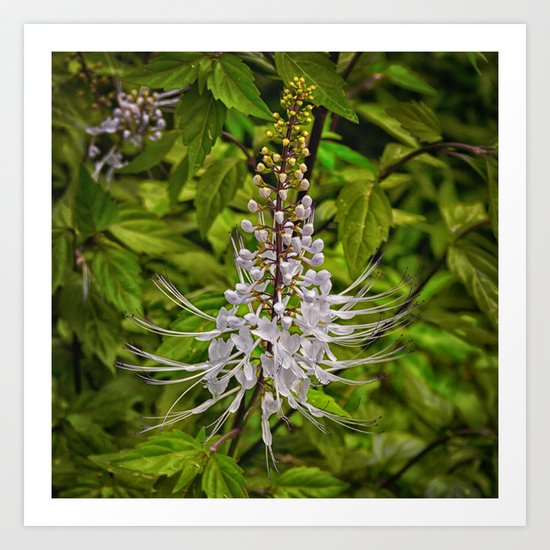 Cats Whiskers flower Art Print