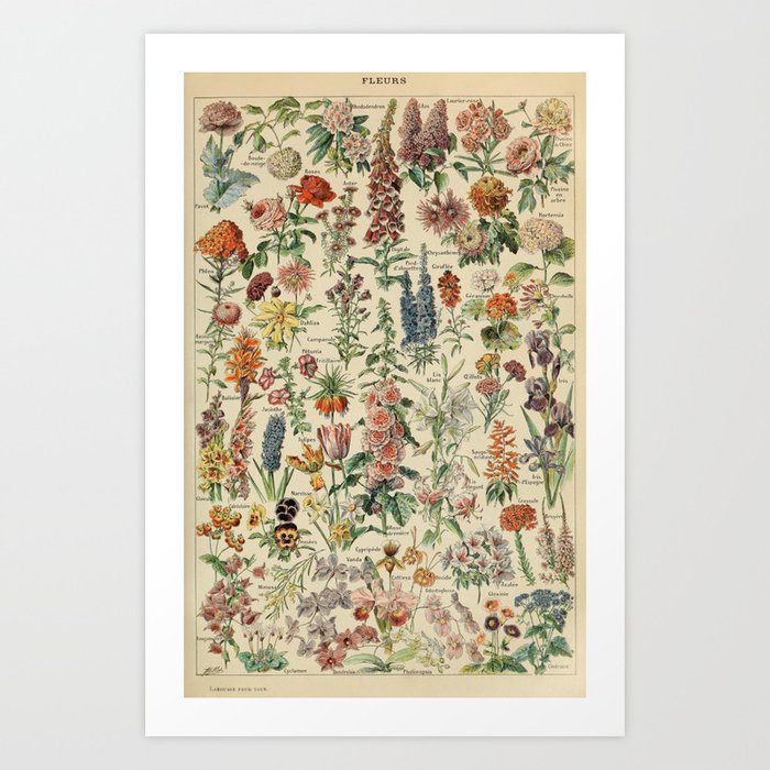French Vintage Flowers Chart Adolphe Millot Fleurs Larousse Pour Tous Funky Cozy Boho Maximalist Art Print