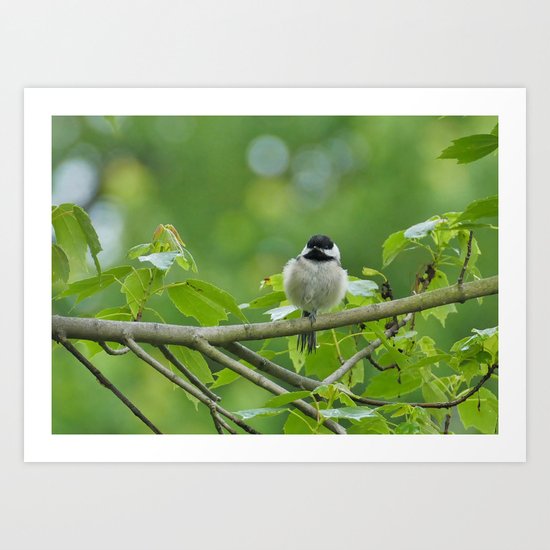 On a limb Art Print