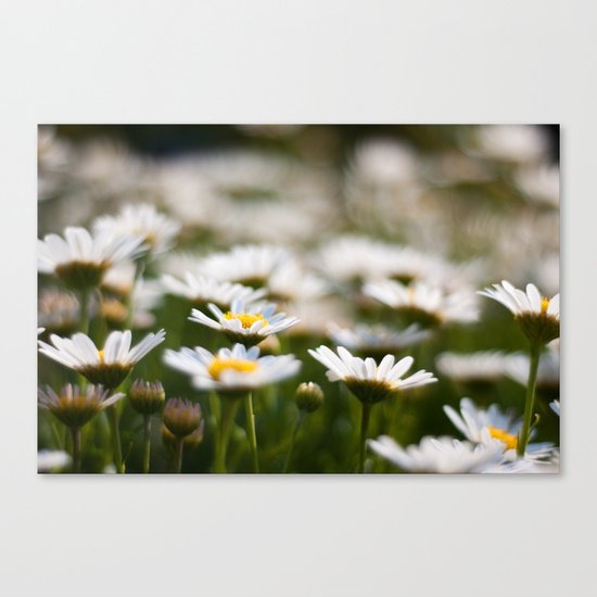 Daisy Field Canvas Print