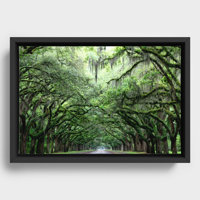 Canopy of Trees in Savannah, GA Framed Canvas