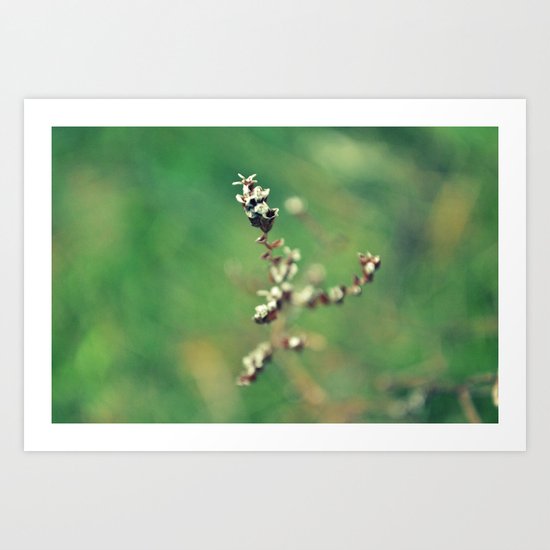 winter flower Art Print