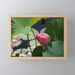 Lily Pad Flower Framed Mini Art Print