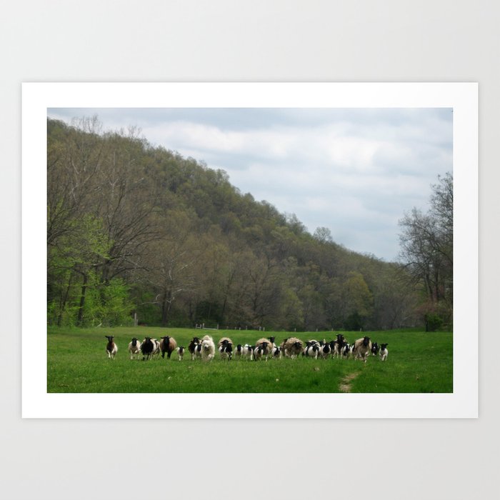 Herding Sheep Art Print