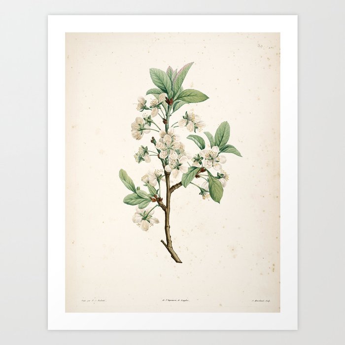 Cherry Blossom Flower Botanical Illustration Art Print By