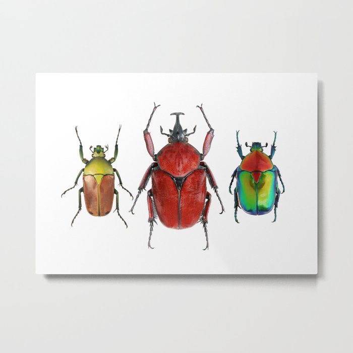 Three Rare Beetles Metal Print